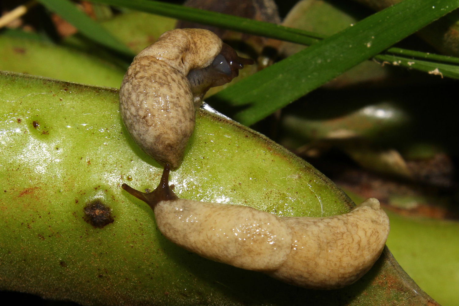 Deroceras cf reticulatum da Fascia (GE)